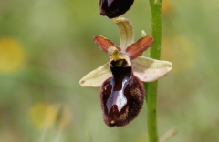 Ophrys × lyrata
