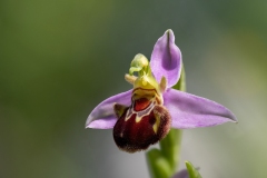 Ophrys apifera
