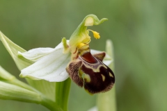 Ophrys apifera