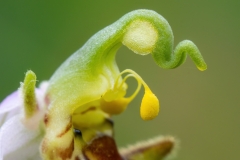 Ophrys apifera