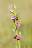Ophrys apifera