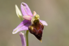 Ophrys argolica crabronifera