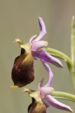 Ophrys argolica crabronifera