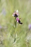 Ophrys bertolonii