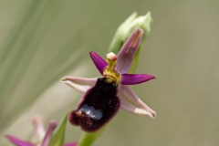 Ophrys bertolonii