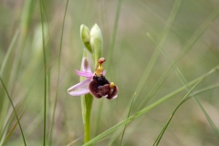 Ophrys bertolonii