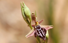 Ophrys ariadne
