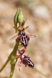 Ophrys ariadne