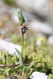 Ophrys cretica cretica