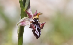 Ophrys cretica cretica