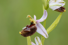 Ophrys × enobarbia
