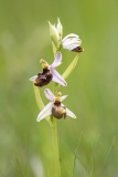 Ophrys fuciflora x bertolonii