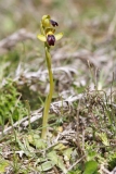 Ophrys fusca cinereophila
