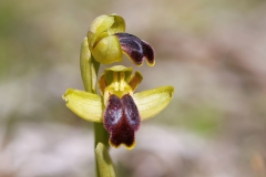 Ophrys fusca cinereophila