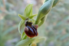 Ophrys grammica knossia