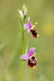 Ophrys holosericea