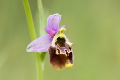 Ophrys holosericea