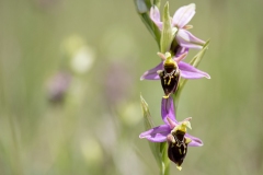 Ophrys holosericea