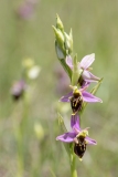 Ophrys holosericea
