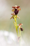 Ophrys incubacea