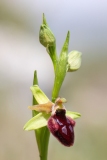 Ophrys incubace
