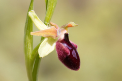Ophrys incubacea