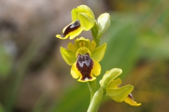 Ophrys sicula
