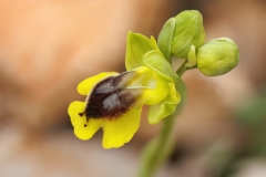 Ophrys sicula