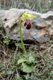 Ophrys sitiaca