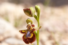 Ophrys speculum
