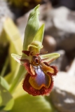 Ophrys speculum