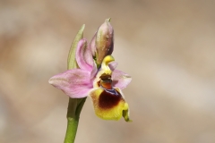 Ophrys tenthredinifera