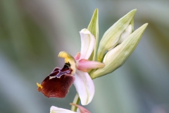 Ophrys tyrrhena