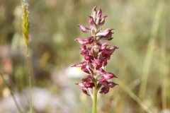 Anacamptis fragrans