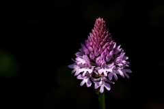 Anacamptis pyramidalis