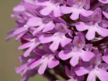 Anacamptis pyramidalis