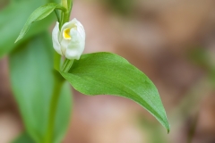 Cephalanthera damasonium