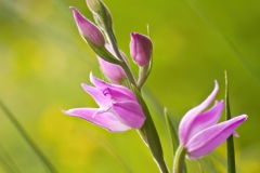 Cephalanthera rubra, Orchideae