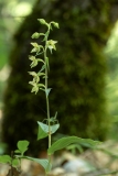 Epipactis helleborine