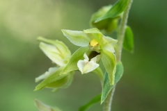 Epipactis helleborine