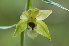 Epipactis helleborine