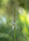 Gymnadenia conopsea