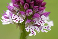 Neotinea × dietrichiana