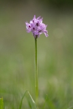 Neotinea tridentata
