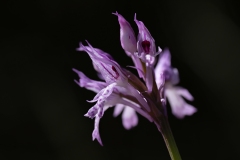 Neotinea tridentata