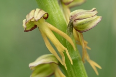 Orchis anthropophora