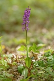 Orchis mascula