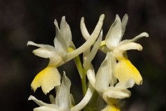 Orchis pauciflora