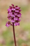 Orchis purpurea