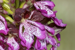 Orchis purpurea